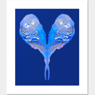 Blue budgies - heart shape Posters and Art